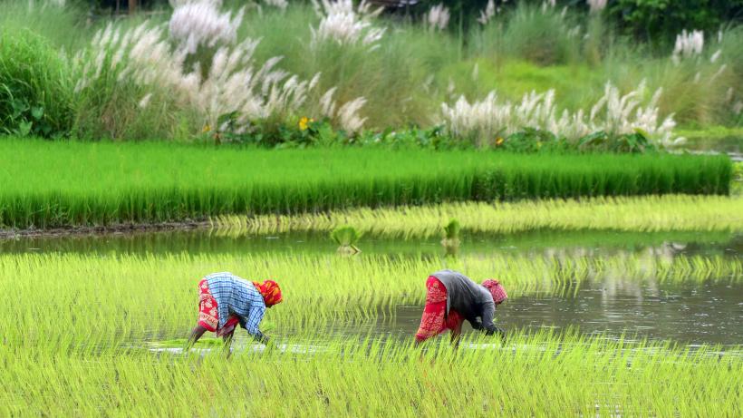 Two women planting rice saplings in a paddy field