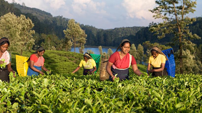 Tamil pickers plucking tea leaves on plantation. Photo credits: Hadynyah / E+ via Getty Images.