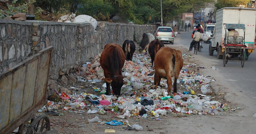 1024px-Jaipur_cows_eating_trash.jpg