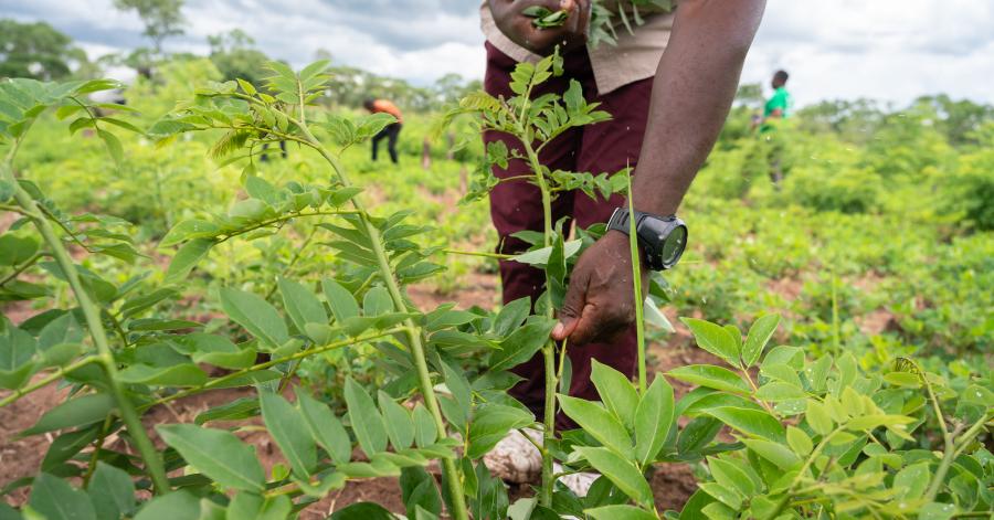 What constrains agricultural productivity in Zambia? | International