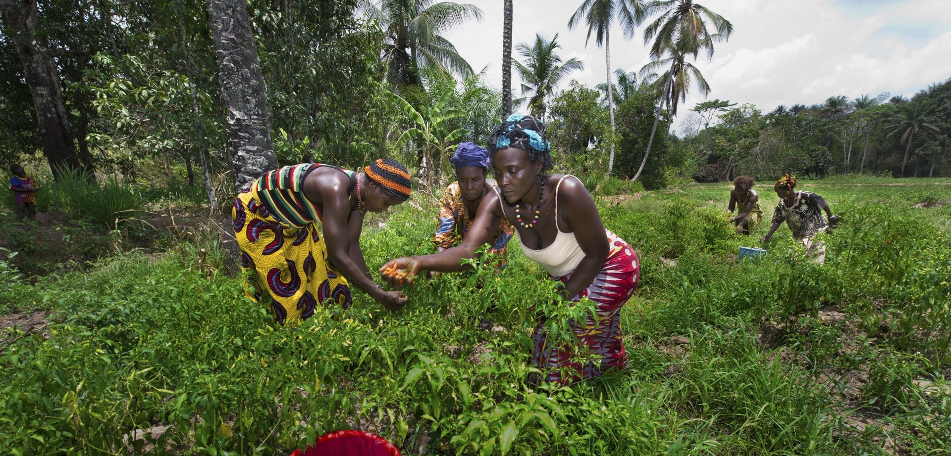 Women harvest vegetables in Mafinda, Sierra Leone. Women work together harvesting vegetables to sell in the market in Mafinda, Sierra Leone on April 30, 2014. (Photo by Alison Wright/Getty Images)