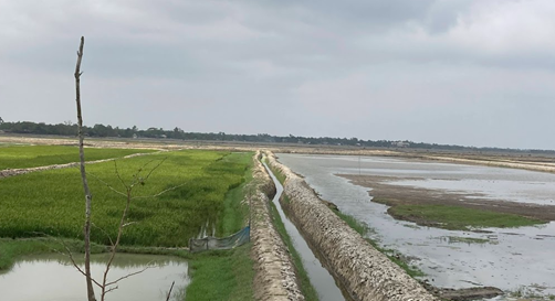 A Bangladesh rice plot and pond separated by an irrigation ditch. 