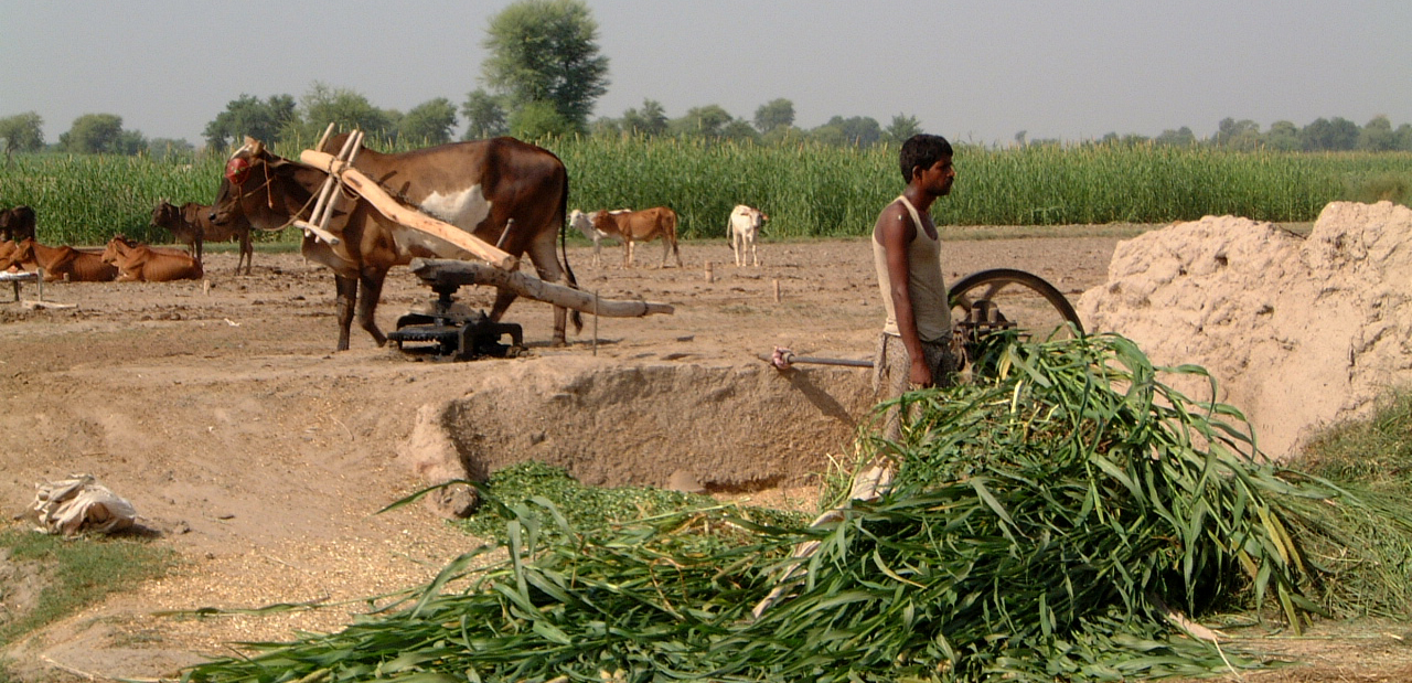 Coordinating farmers with cellphones Technology innovation in
