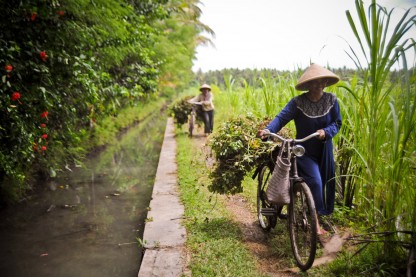 Lady farmers transporting crops beside an irrigation canal.