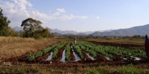 Irrigation in South Africa and adaptation to climate change.