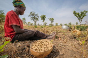Groundnut collection near Chiana, Kassena Nankana District - Ghana. Photo by Axel Fassio/CIFOR